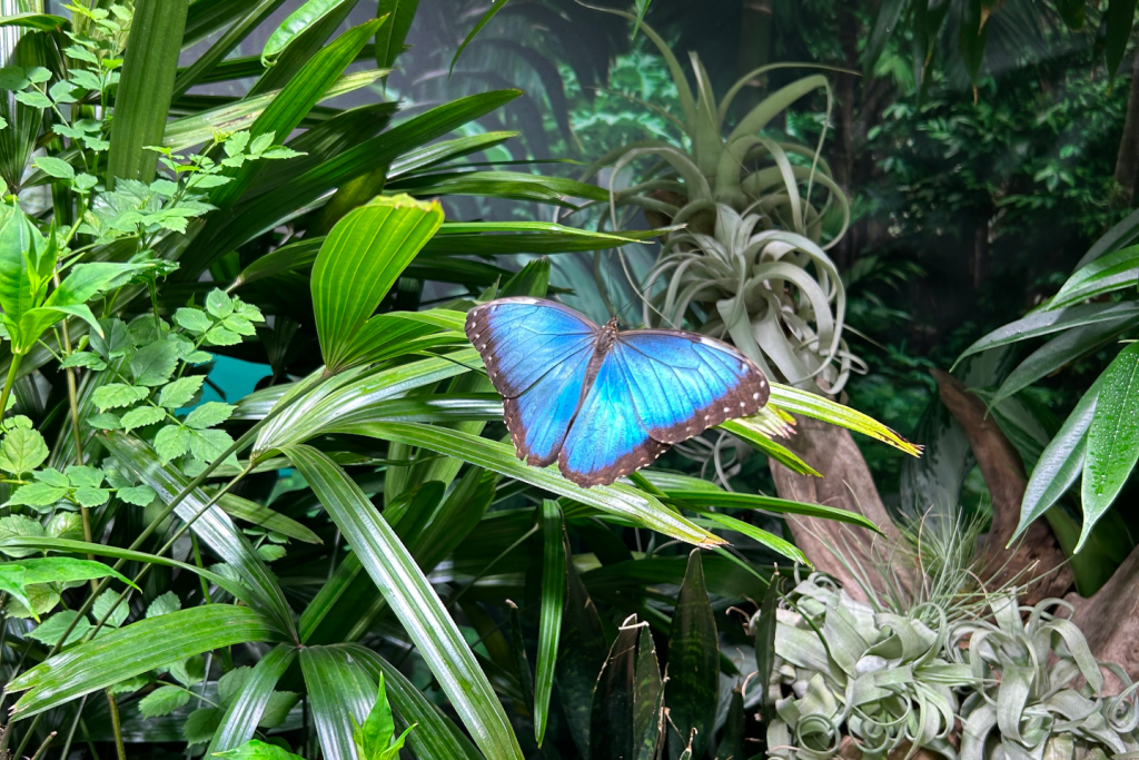 Davis Family Butterfly Vivarium